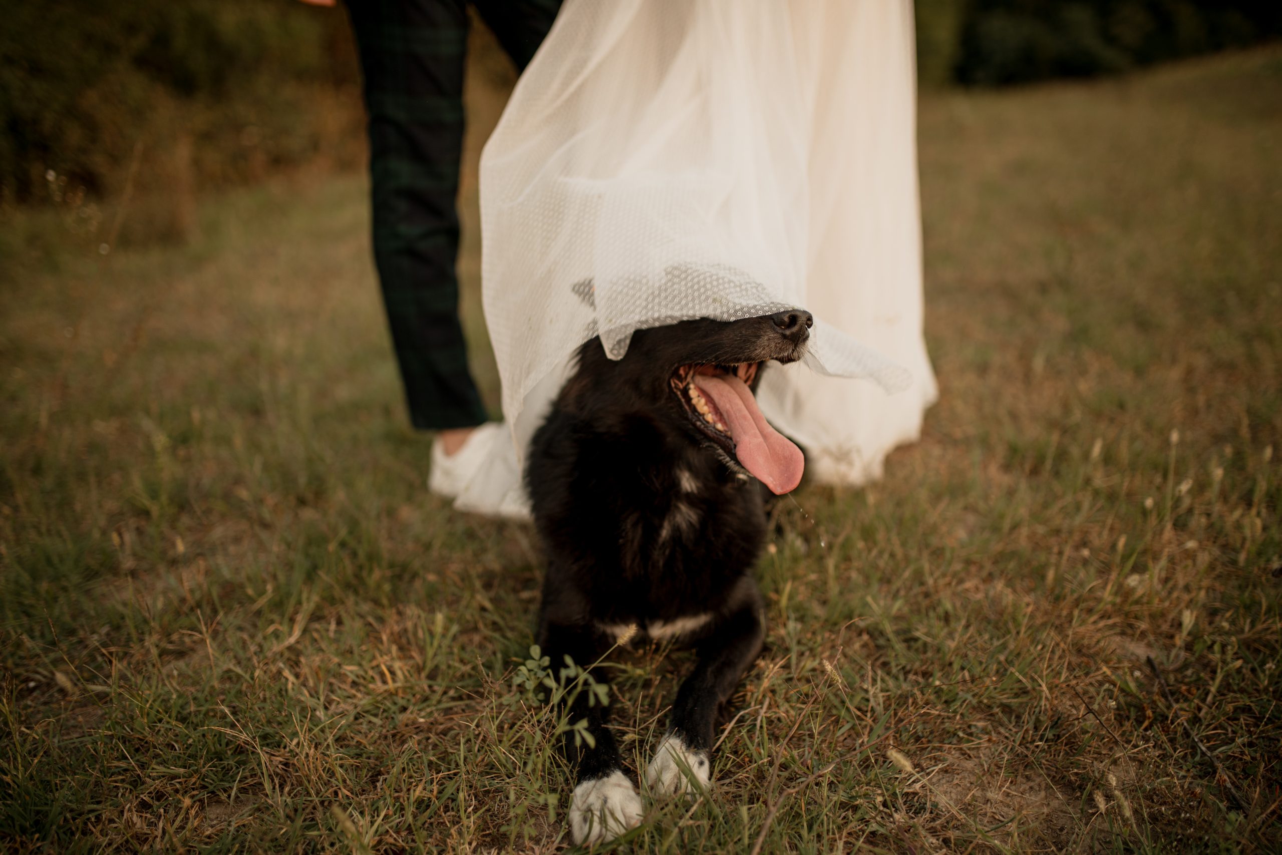 dog friendly wedding rustic farm venue